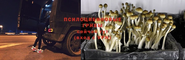 бошки Володарск